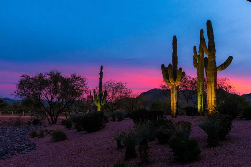 A pink and blue Arizona sunset with cacti in the foreground